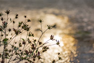 Dağ nehrinin arka planında vahşi bir bitki