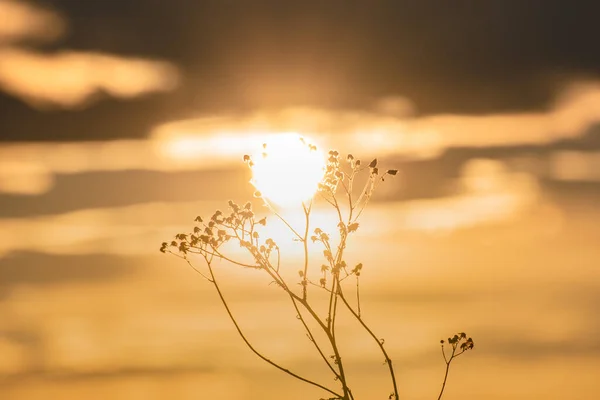 Wild Plant Sways Wind Sunset — Stock Photo, Image