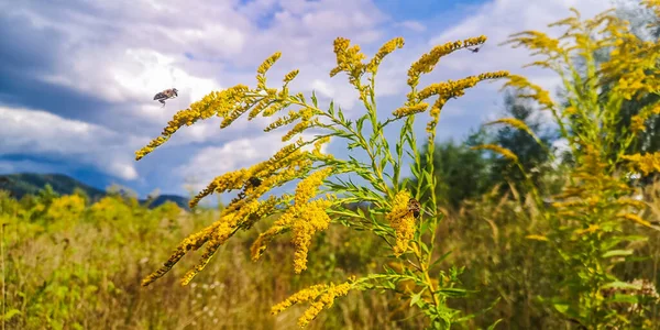 Giant goldenrod swaying in the wind