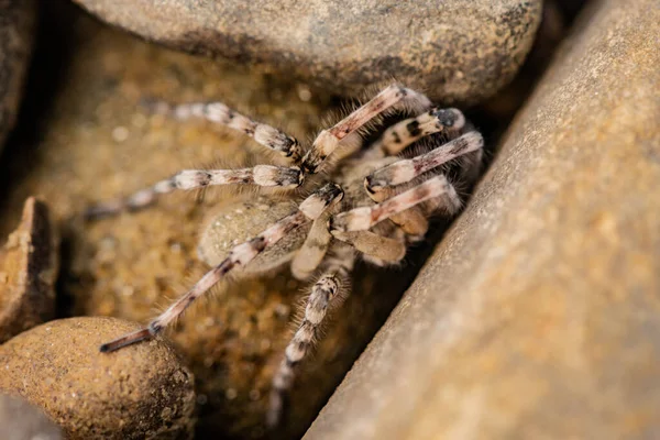 山の川の岩の上にオオカミのクモアルトーサLittoralis — ストック写真