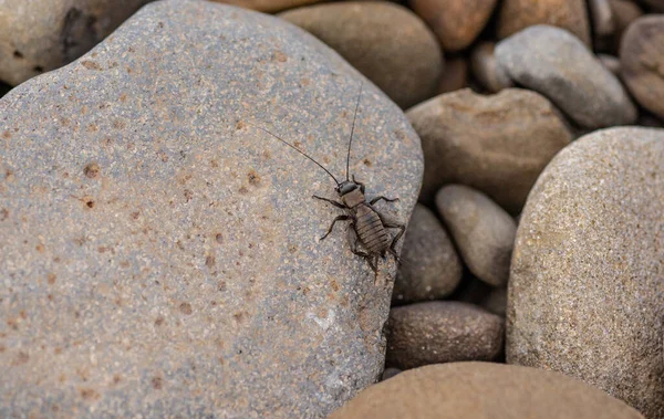 山河岩石上的蟋蟀 — 图库照片