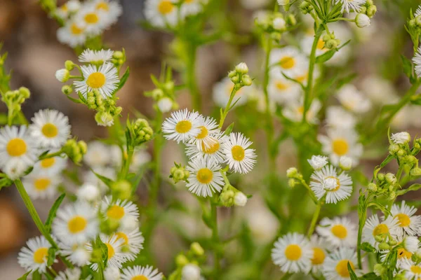 Close Flowering Phalacroloma Annuum — Stock Photo, Image