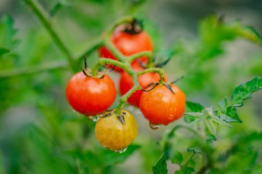 Yağmurdan sonra olgun kuşüzümü meyveleri