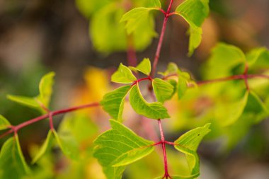 Zehirli Toxicodendron vernix 'in genç yaprakları
