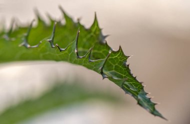 Bir Sonchus oleraceus yaprağının yakın çekimi