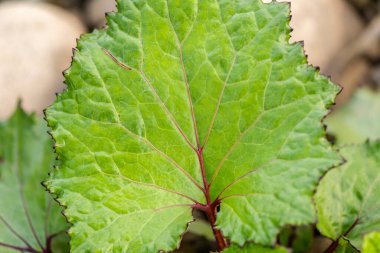 Tussilago farfara coltsfoot 'un leziz yaprakları.