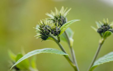 Çiçek açan Kudüs enginarının parlak çiçekleri