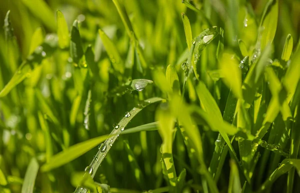 Primo Piano Erba Succulenta Con Gocce Rugiada — Foto Stock