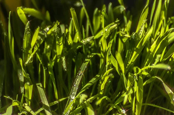 Close Van Sappig Gras Met Dauwdruppels — Stockfoto