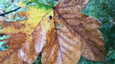 Akçaağaç yağmurlu bir sonbahar gününde ayrılıyor