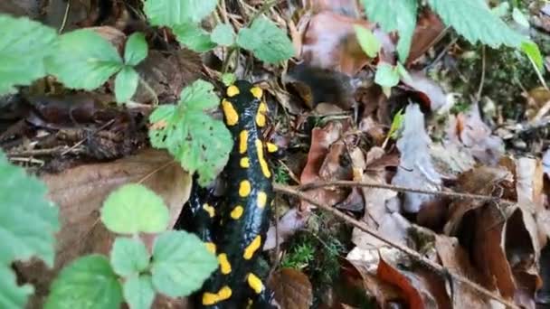 Salamander Regnig Kväll Skogen — Stockvideo