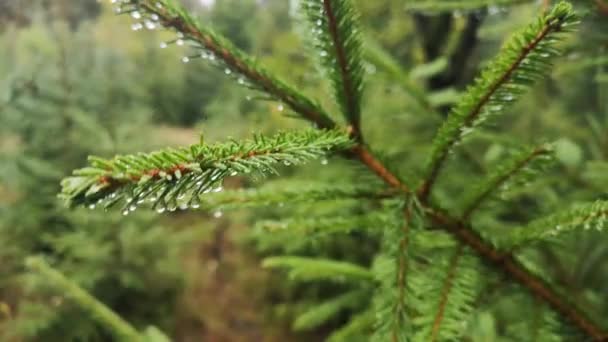 Bäume Herbstlichen Bergwald Der Karpaten — Stockvideo