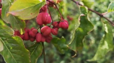 Avrupa Milli Ağacı Euonymus Avrupaeus meyveleri