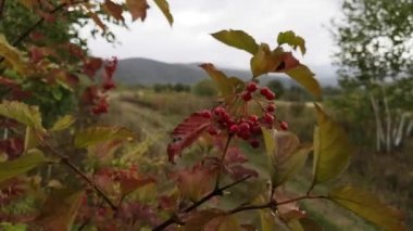 Yağmurlu bir günde dağ ormanında Viburnum çilekleri