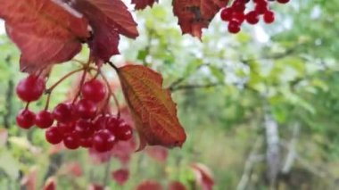 Yağmurlu bir günde dağ ormanında Viburnum çilekleri