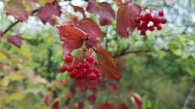 Yağmurlu bir günde dağ ormanında Viburnum çilekleri