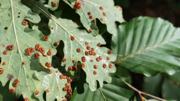 Hojas Roble Enfermo Bosque Montaña Día Lluvioso — Vídeos de Stock