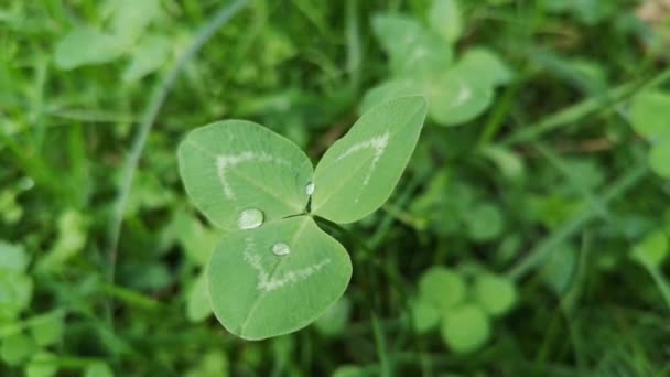 Mooie Dauw Druppels Een Sappig Groen Klaverblad — Stockvideo