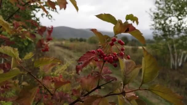 Yağmurlu Bir Günde Dağ Ormanında Viburnum Çilekleri — Stok video