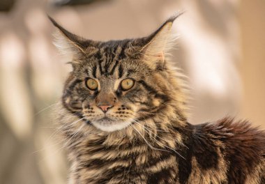 Bir Maine Rakunu 'nun portresi mermer rengi