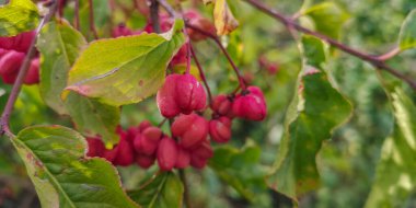 Avrupa Milli Ağacı Euonymus Avrupaeus meyveleri
