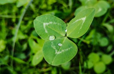 Güzel çiy damlaları sulu yeşil yonca yaprağına düşer.