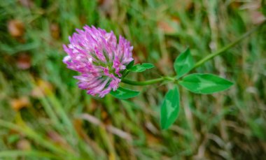 Çiçek açan Trifolium çiçeği çimenlerin arasında