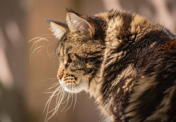 Portrait Maine Coon Marbled Color — ストック写真