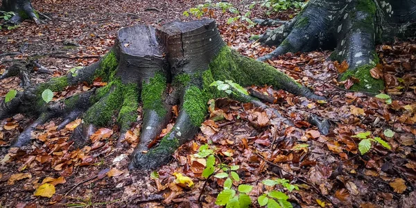 Yağmurlu Bir Ormanda Kayın Kütüğüyle Manzara — Stok fotoğraf