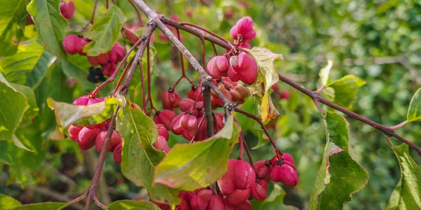 Avrupa Milli Ağacı Euonymus Avrupaeus Meyveleri — Stok fotoğraf