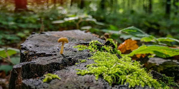 Пейзаж Небольшим Грибом Пне Осеннем Лесу — стоковое фото
