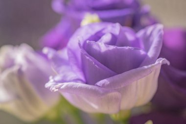 Güneş ışınlarında varyetal östoma Terry.