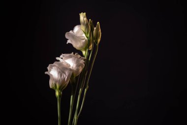 Güneş ışınlarında varyetal östoma Terry.