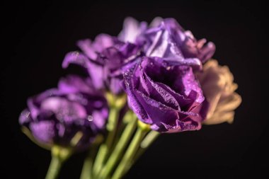 Güneş ışınlarında varyetal östoma Terry.