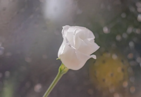 Eustoma Terry Varietal Nos Raios Sol — Fotografia de Stock