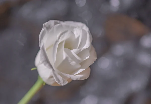 Eustoma Varietal Rizado Los Rayos Del Sol — Foto de Stock