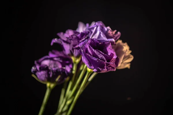 Eustoma Varietal Rizado Los Rayos Del Sol — Foto de Stock