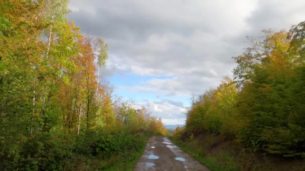 Jesienny Krajobraz Górskim Lesie Kałużami — Wideo stockowe