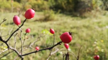 Yağmurdan sonra kırmızı gül kalçaları