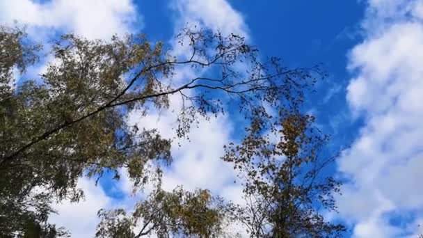 Paisagem Outono Uma Floresta Montanha Com Árvores Altas Contra Céu — Vídeo de Stock