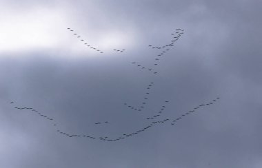 Turnalar gökyüzünde anahtar şeklinde uçar.