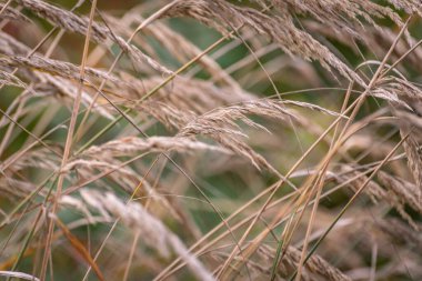 Ormandaki Calamagrostis kanadensis 'e yakın çekim