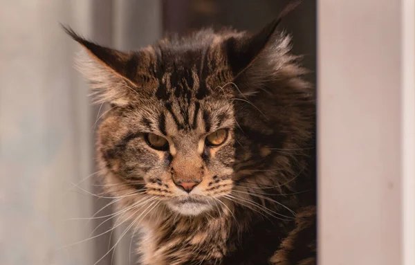 Porträt Eines Maine Coon Kätzchens Mit Marmorierter Farbe — Stockfoto