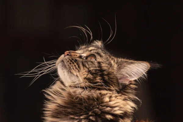 Portret Van Een Maine Coon Kitten Gemarmerde Kleur — Stockfoto