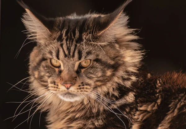 Portret Van Een Maine Coon Kitten Gemarmerde Kleur — Stockfoto