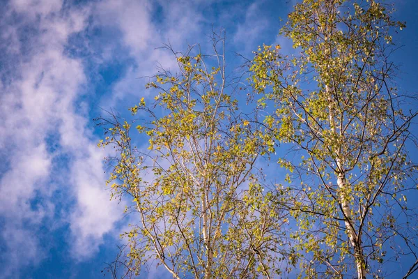 Осенний Пейзаж Горном Лесу Высокими Деревьями Фоне Голубого Неба — стоковое фото