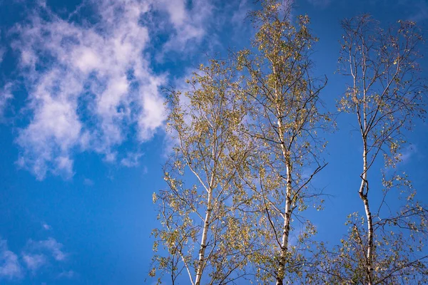 Осенний Пейзаж Горном Лесу Высокими Деревьями Фоне Голубого Неба — стоковое фото