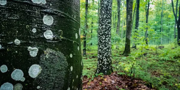 Дождь Осеннем Туманном Горном Лесу — стоковое фото