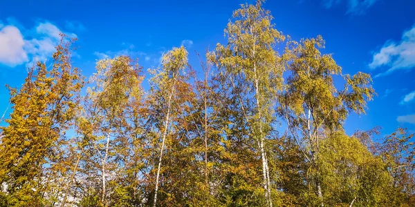 Осінній Пейзаж Гірському Лісі Високими Деревами Тлі Блакитного Неба — стокове фото