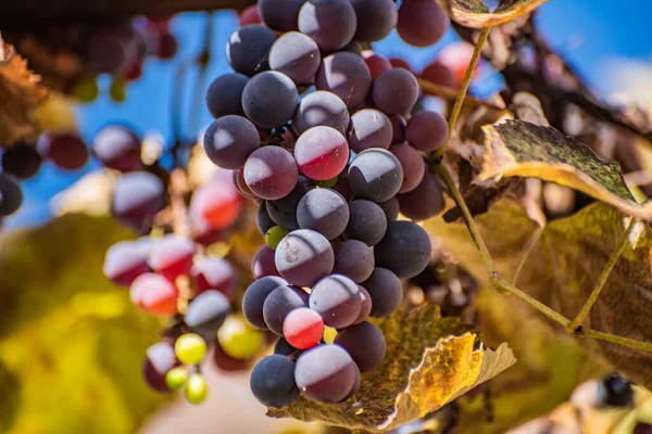 Bunches Table Grapes Sun — Stock Photo, Image